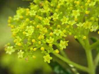 先端に小さな多数の黄色い花を咲かせるオミナエシをアップで撮影した写真