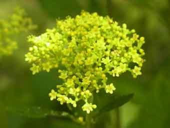 先端に多数の黄色い花を咲かせるオミナエシをアップで撮影した写真