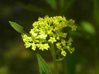 茎の先に小さな黄色い花が無数に咲いているオミナエシの写真