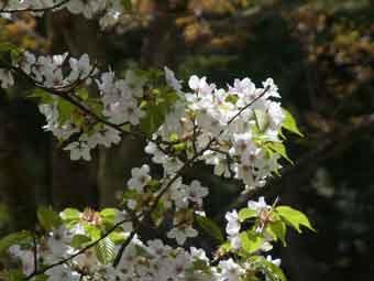 枝に白色の満開の花弁をつけたオオシマザクラの花をアップで撮影した写真