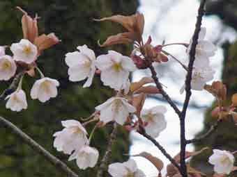 薄いピンク色の花弁をつけたオオヤマザクラの花をアップで撮影した写真