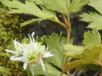 小さな白色の花弁をつけたオウレンの花をアップで撮影した写真
