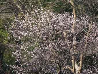 白い花びらに淡い桃色が入り混じった花が咲いている鴬宿の木の写真