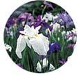 白や紫色の花弁をつけた花菖蒲の写真