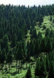 杉の森林の写真