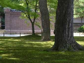 太さの違う樹木が芝生広場に縦に生えている奥にある煉瓦塀の写真