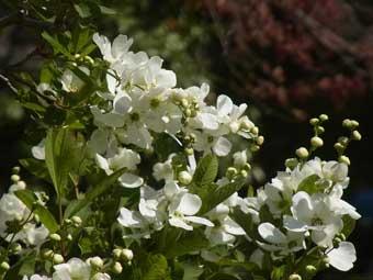 白い小さな花とつぼみが枝の先についているリキュウバイの写真