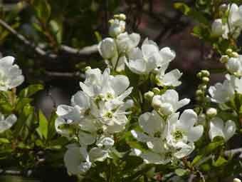 満開の白色の花弁が咲くリキュウバイの花をアップで撮影した写真
