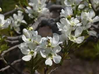 白色の花弁をつけたリキュウバイの花をアップで撮影した写真
