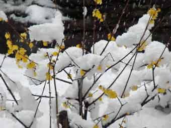 雪が降り続き積もっている黄色の花弁のソシンロウバイの写真