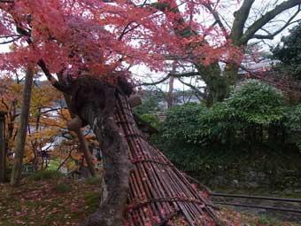 支柱で支え斜めに立っている、モミジの老樹の葉が赤く色づいている写真