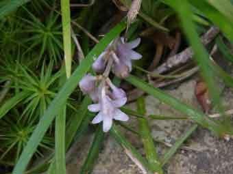 淡い紫色の総状花序の花を咲かせたリュウノヒゲをアップで撮影した写真