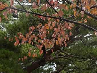 紅葉している葉がついている桜の木の写真