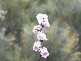 薄いピンク色の花弁をつけた十月桜の先端をアップで撮影した写真