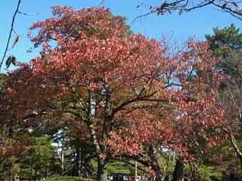 紅く色づいた桜の葉を下から撮影した写真