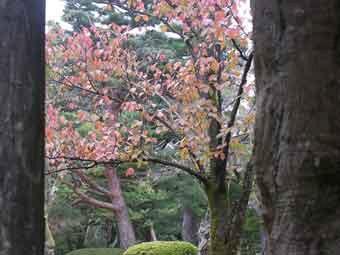 紅葉で赤く色づいた葉の桜の木を、2つの木の間から撮影した写真
