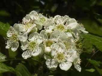 白色の花弁をつけたサンザシの花をアップで撮影した写真