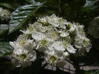 枝先に白い花を咲かせているサンザシの写真