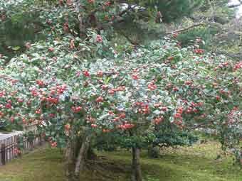 赤い実を沢山つけたサンザシの木の写真