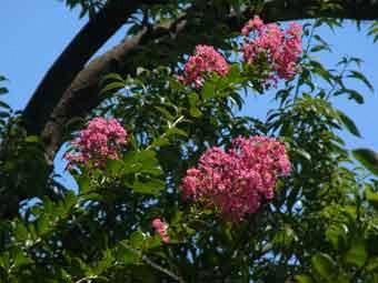 青空の下で色鮮やかなピンク色の花を咲かせたサルスベリの花をアップで撮影した写真