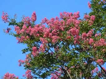 青空の下、色鮮やかなピンク色の花弁をつけたサルスベリの満開の花の写真