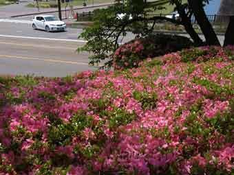 ピンク色の花弁をつけたサツキの花を高台から撮影した写真