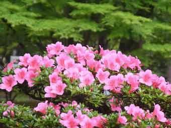 鮮やかなピンク色の花弁をつけたサツキの花の写真
