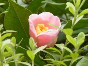 淡桃色の花弁をつけた西王母の花をアップで撮影した写真