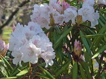 茎の先端に小さな白い花が沢山咲いているシャクナゲの写真