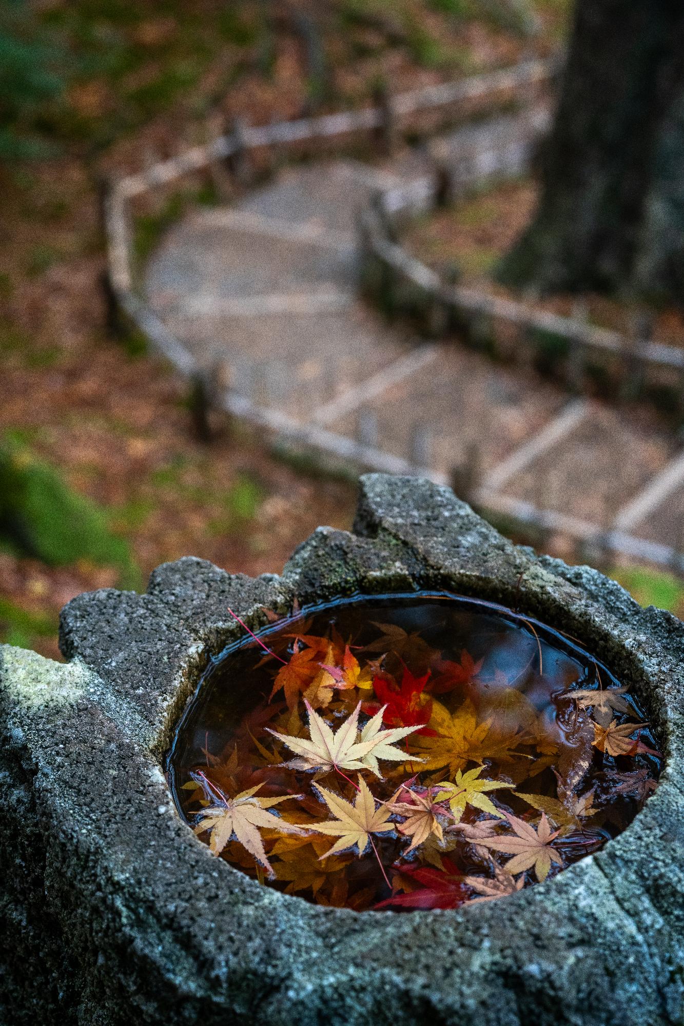 中本 由紀「山崎山の彩」