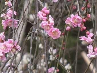 小さなピンク色の花が満開の八重紅しだれ梅の写真