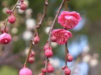 鮮やかなピンク色の花弁をつけた、しだれ梅の花をアップで撮影した写真