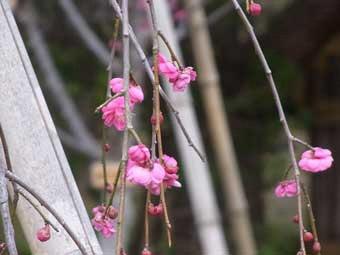 小さくて可憐なピンク色の花を咲かせたしだれ梅の写真