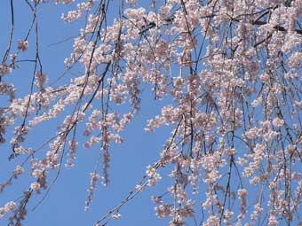 青空の下、満開の花をつけたシダレザクラが咲き誇っている写真