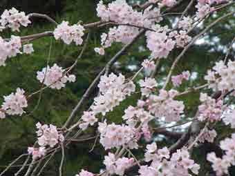 桃色の花弁をつけたシダレザクラをアップで撮影した写真