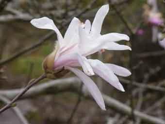細長いリボン状の白色の花びらのシデコブシをアップで撮影した写真