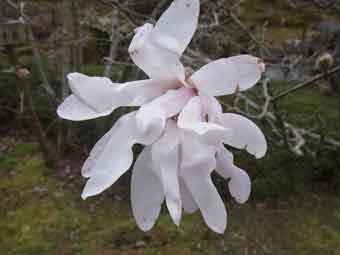 白い細長いリボン状の花びらをつけたシデコブシの花をアップで撮影した写真