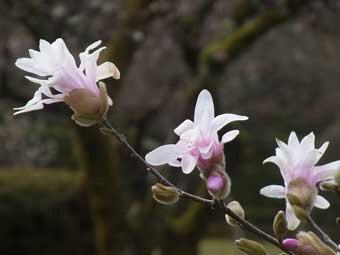 白色の花びらを咲かせるシデコブシの花をアップで撮影した写真