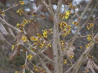 鮮やかな黄色で線形の花が咲いた、シナマンサクの木の写真