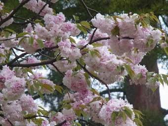 一つの花に薄ピンク色の花弁がたくさんついている塩釜桜の写真