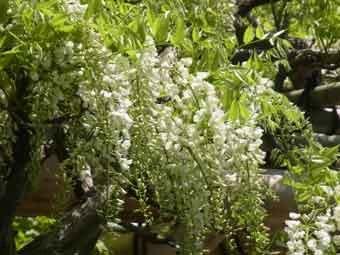 白色の蝶形花をつかせた白藤の写真
