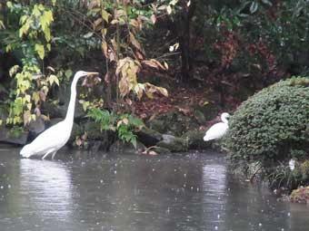 池のほとりに、2羽の白いシラサギの親子がいる写真