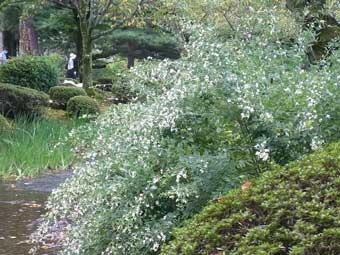 池に向かって伸びる枝に沢山の白い花が咲き誇っているシロバナハギの写真