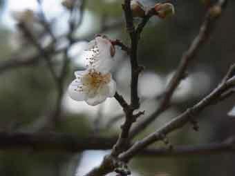 白色の花弁の2輪の白加賀（梅）をアップで撮影した写真