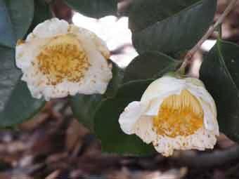 端正な白い花弁に黄色い蕊の2輪の白椿の花をアップで撮影した写真