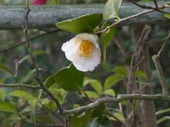 端正な白い花弁に黄色い蕊の白椿の花をアップで撮影した写真