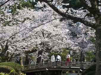 満開に咲きほこったソメイヨシノの花を、3名の人がアーチ橋の上から鑑賞している写真