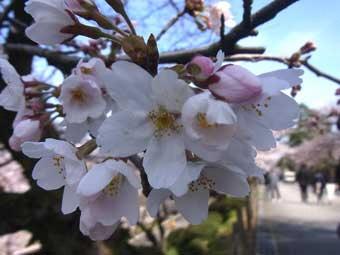 蕾が残るソメイヨシノの桜の花が咲き始めた写真