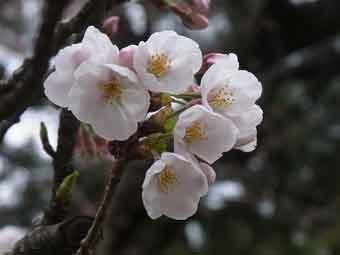 薄桃色の花弁をつけたソメイヨシノの花をアップで撮影した写真