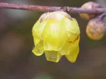 黄色くて透き通った花弁をつけたソシンロウバイをアップで撮影した写真